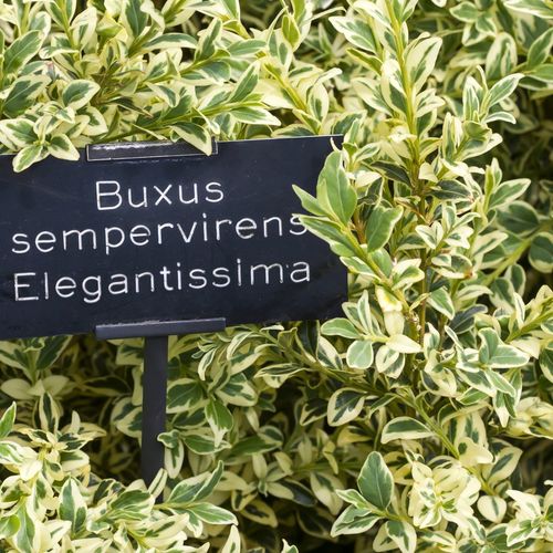 Doniczka 2-litrowa (C2) na Arena.pl