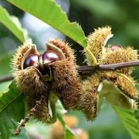 Kasztan Jadalny Castanea sativa 120-150 cm Duże Sadzonki Szkółkowane