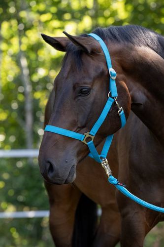 Kantar dla konia Hippo, niebieski, XFull, Covalliero na Arena.pl
