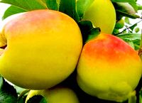 JABŁOŃ ANANAS BERŻENICKI ODPORNA ODMIANA