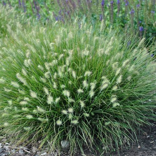 Rozplenica japońska LITTLE BUNNY Na rabaty Niewysoka trawa Piórkówka na Arena.pl