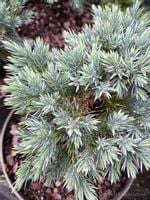 Jałowiec łuskowy Blue Star karłowa odmiana