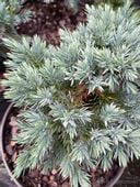 Jałowiec łuskowy Blue Star karłowa odmiana