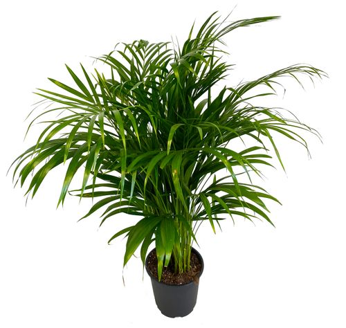 Palma AREKA (ARECA) na Arena.pl