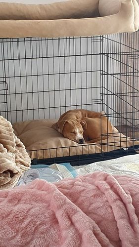 DUŻA KLATKA KENNELOWA KOJEC Transporter dla PSA PSÓW 106x71x81 cm XXL na Arena.pl