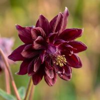 ORLIK RUBY PORT SZLACHETNA GŁĘBIA CZERWIENI