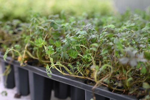 Acena bezbronna Kupferteppich - Acaena inermis na Arena.pl