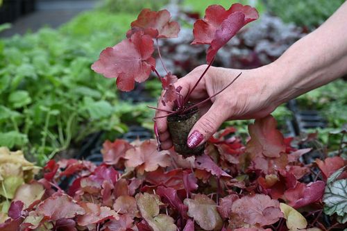 Żurawka mieszańcowa World Caffé™ Vienna - Hauchera x hybrida na Arena.pl