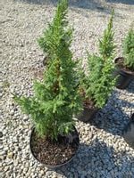 Jałowiec Pinga Loderi cenna odmiana niska forma