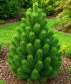 Sosna górska GREEN MOUNTAIN szczepiona idealna na SKALNIAK