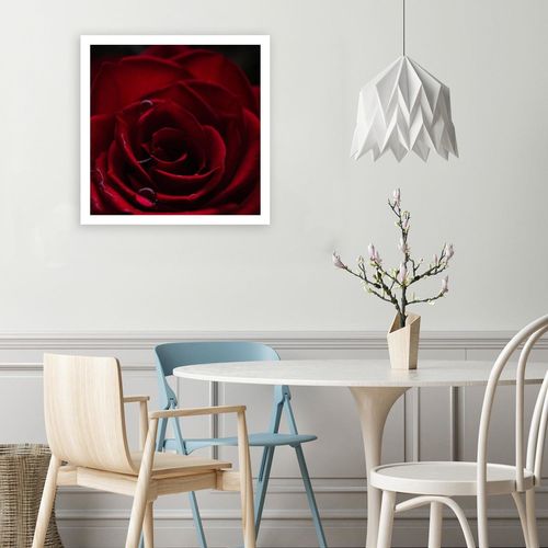 Obraz na płótnie - Canvas, Czerwona róża 40x40 na Arena.pl