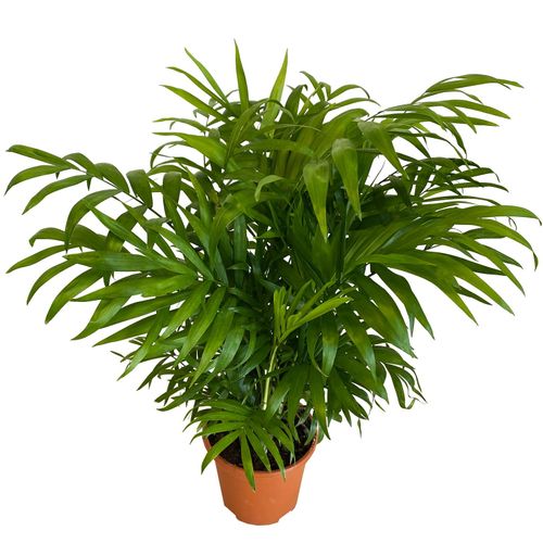 CHAMEDORA (Chamedorea) 65 cm na Arena.pl
