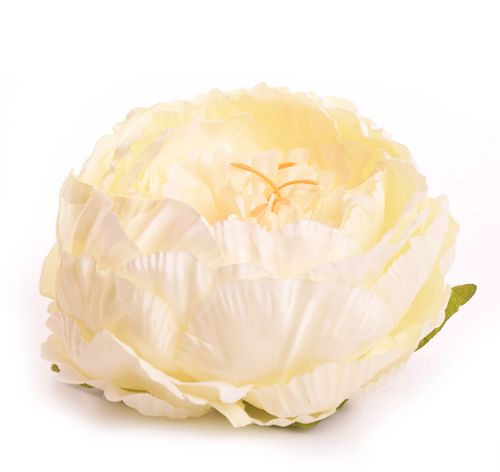 Peonia główka krem na Arena.pl