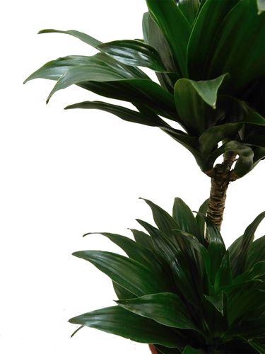 Dracena COMPACTA 55 cm na Arena.pl