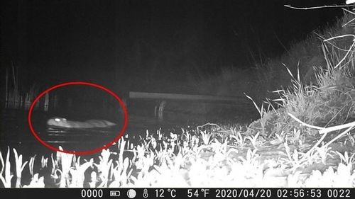 Fotopulapka HC-900A 1080p Kamera Lesna Suntek FullHD Karta SD 16GB Baterie na Arena.pl