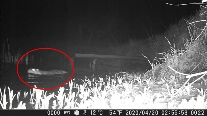 Fotopulapka HC-900A 1080p Kamera Lesna Suntek FullHD Karta SD 16GB Baterie zdjęcie 4