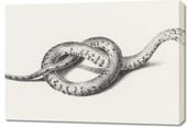 Obraz 100x70cm Wąż, Jean Bernard Vintage do Salonu
