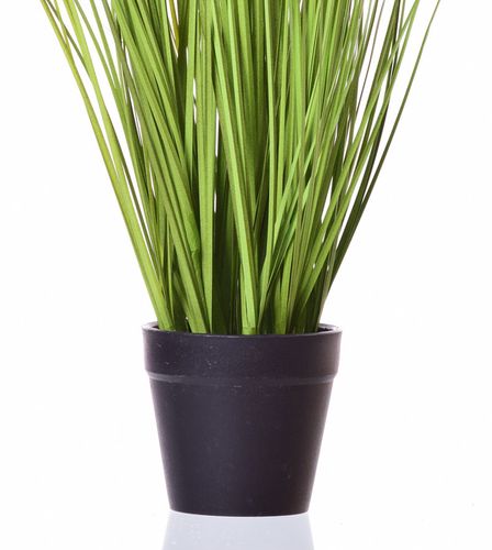 Trawa w doniczce na Arena.pl