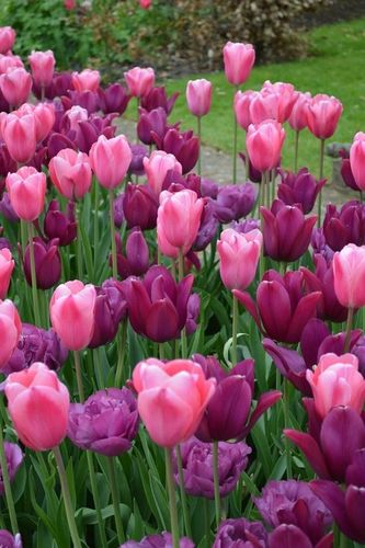 TULIPAN cebulki KOLORY FIOLETU RÓŻ MIX 50 szt. + GRATIS na Arena.pl