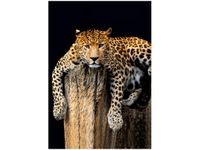 OBRAZ DZIKI KOT LAMPART