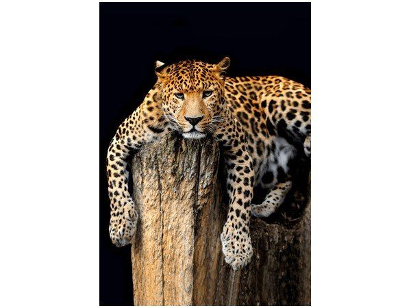 Obraz Dziki kot lampart zdjęcie 1