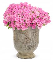 SUPERTUNIA VISTA BUBBLEGUM 6 SZTUK P7