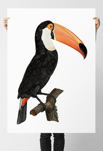Plakat tukan ptak vintage 21x29,7 cm A4 na Arena.pl