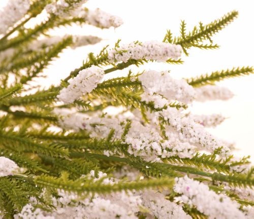 Wrzos bukiet biały na Arena.pl
