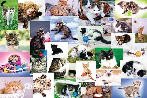 Puzzle 60 elementów - Koci świat na Arena.pl