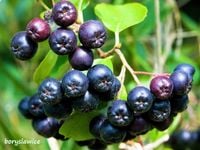 Aronia czarna (Aronia melanocarpa) w P11, wysokość 60-80 cm