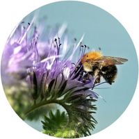 Opłatek na tort Pszczoła Osa Maja Gucio Pszczółki