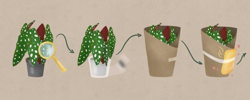 Monstera Monkey Mask XS Dziurawa Przepiękny Kwiat na Arena.pl