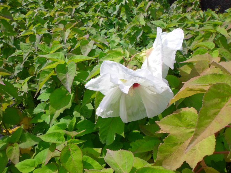 Hibiskus bylinowy OLD YELLA C2 zdjęcie 7