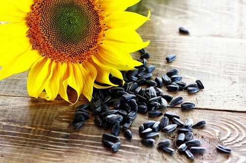 CZARNY SŁONECZNIK ZIARNO POKARM DLA PTAKÓW 5KG ZDROWY I POŻYWNY NA ZIMĘ na Arena.pl