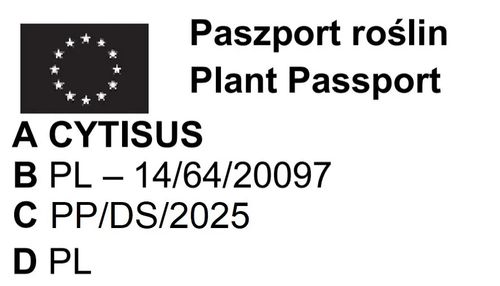 ŻARNOWIEC Boskoop Ruby czerwony - sadzonki 10 / 20 cm na Arena.pl