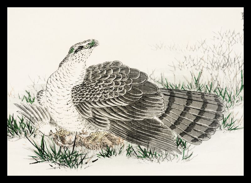 Plakat 35x25cm  Hawk-Eagle, Kashu Japoński Vintage do Salonu zdjęcie 2