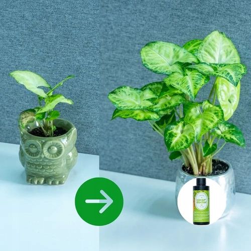 CocaDoctor Preparat Do Roślin Zielonych ANTY-Grzyb ŚRODEK GRZYBOBÓJCZY na Arena.pl