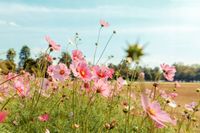 FOTOTAPETA KWIATY POLNE WIDOK SALON 380x256