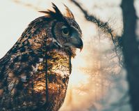 product-compare-59396080