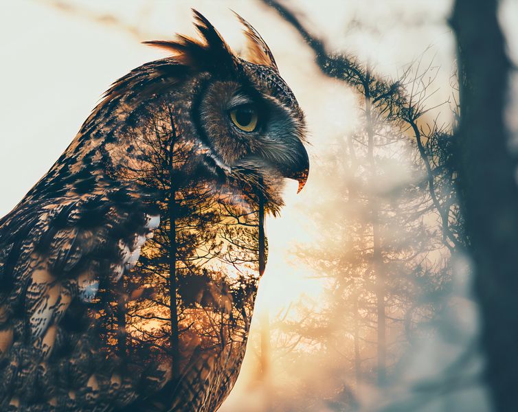 Plakat 76x60,5cm Sowi Duch zdjęcie 1