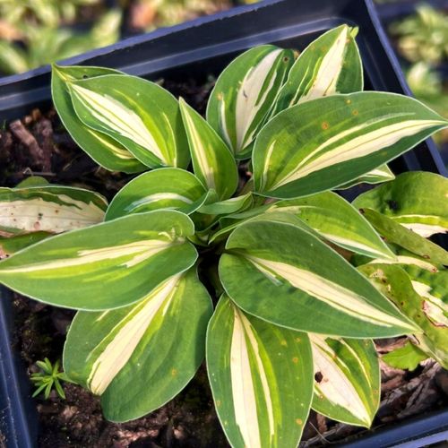 Funkia 'Pandora's Box' (Hosta) Miniaturka Doniczka 2.0L na Arena.pl