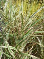 Mozga trzcinowata Picta efektowne białe łany traw