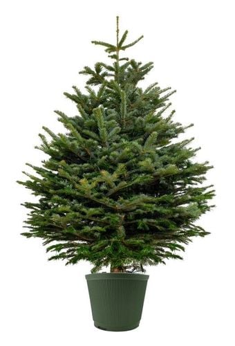 Stojak choinkowy / donica 10 l - zielony na Arena.pl
