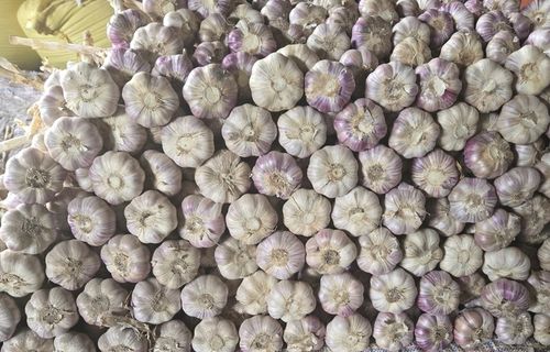 Czosnek polski świeży 1 Kg Harnaś 5-6cm na Arena.pl