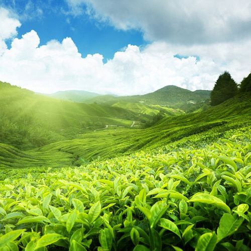 MATCHA 100g sproszkowana ZIELONA HERBATA na Arena.pl