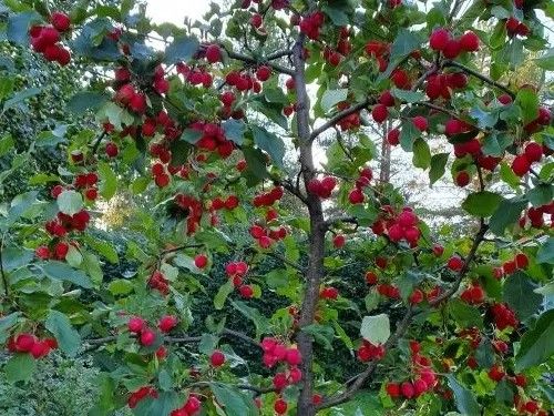 JABŁOŃ RAJSKA OZDOBNA SZCZEPIONA DOOLGO - sadzonki 60 / 80 cm na Arena.pl