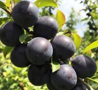 Śliwa Japońska Czarna Sadzonka Mrozoodporna Smaczne Owoce