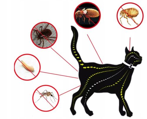 OBROŻA DLA KOTA NA PCHŁY KLESZCZE 8 MIESIĘCY 40 CM UNIWERSALNA na Arena.pl