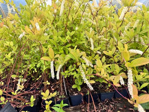 Itea wirginijska 'Henry's Garnet' Doniczka 2.0L (Itea virginica) na Arena.pl