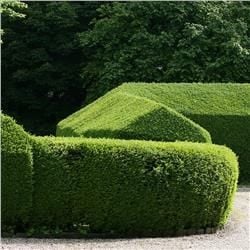 LIGUSTR LIGUSTER POSPOLITY KRZEWY24 na Arena.pl